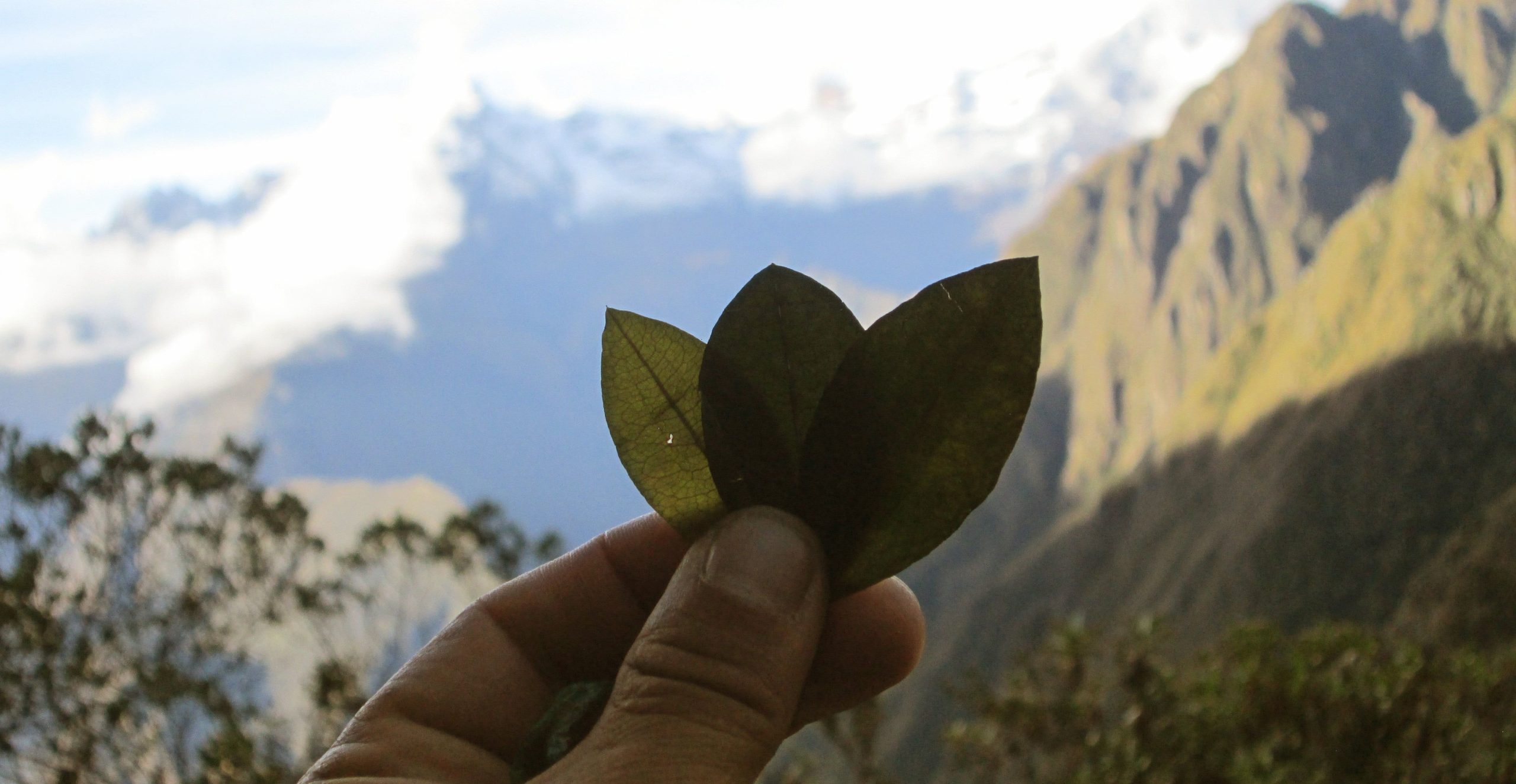 Coca leaves for preventing altitude sickness in Peru