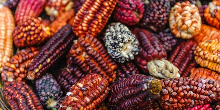 Colourful Corn Peru