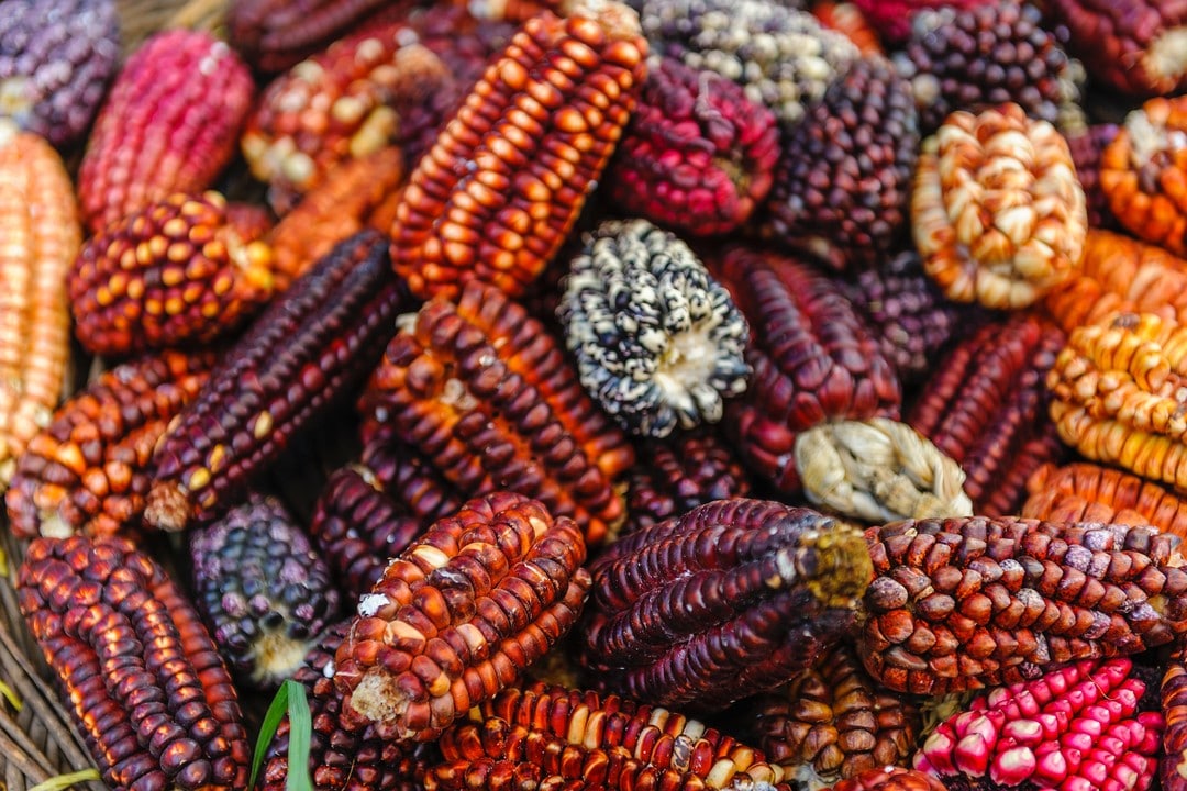 Colourful Corn Peru