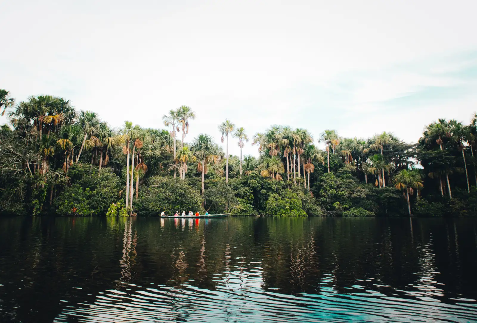 Amazon Rainforest Peru