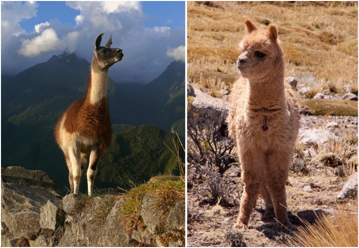 Difference between Llama and Alpaca