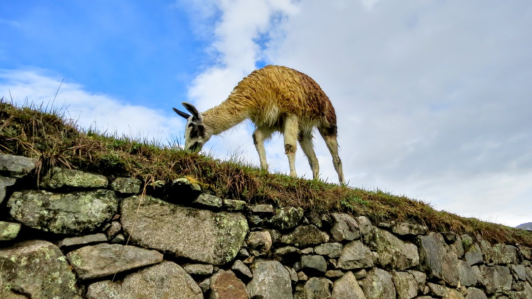 The Llamas in Machu Picchu