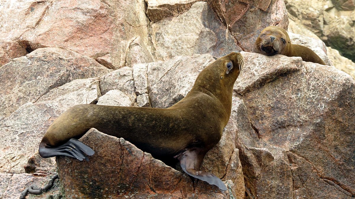 South American Fur Seal Animals Of Peru