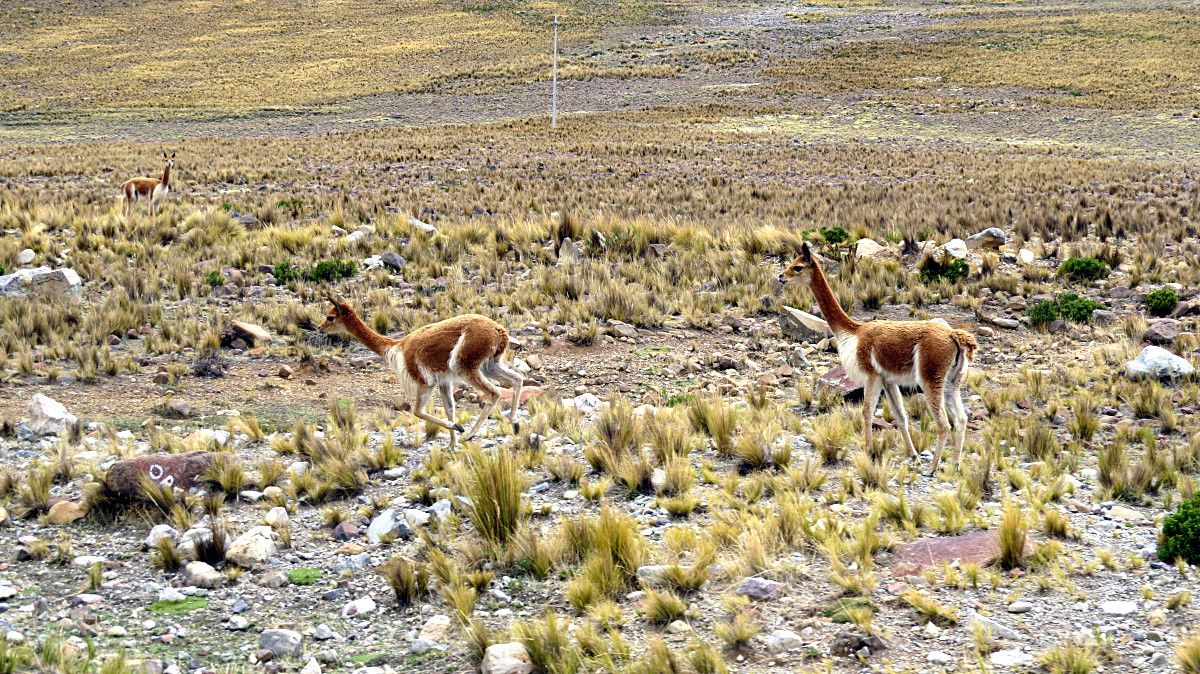 Vicuna Animals Of Peru