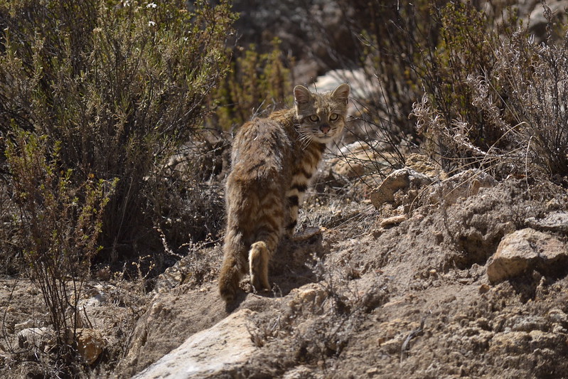 Andean Mountain Cat