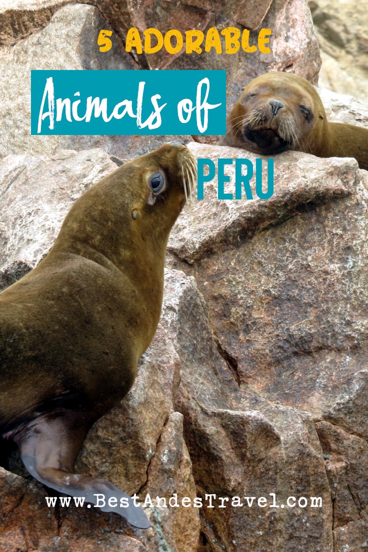 Animals of Peru