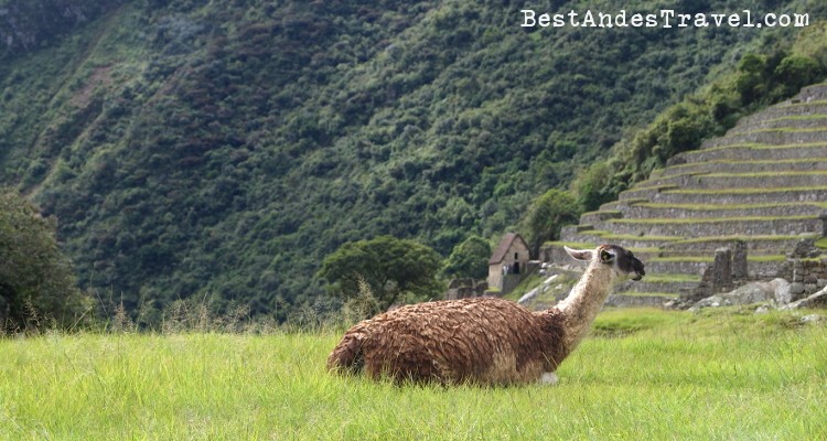 Llamas In Machupicchu