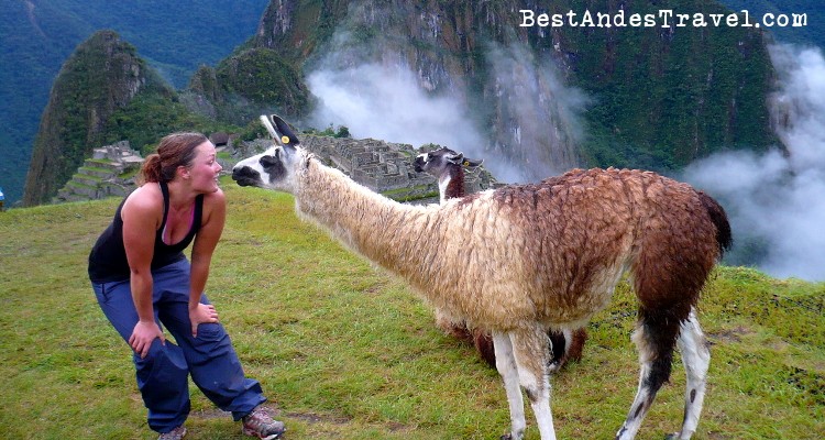 Machu Picchu Llama