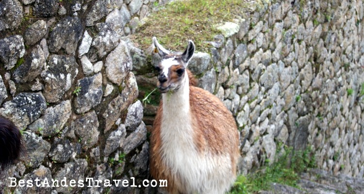 Machu Picchu Llama 2