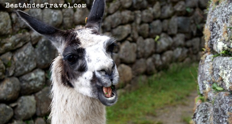 Machu Picchu Llamas Close Up