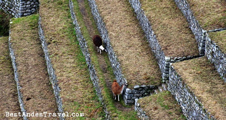 Machu Picchu Llamas Eating