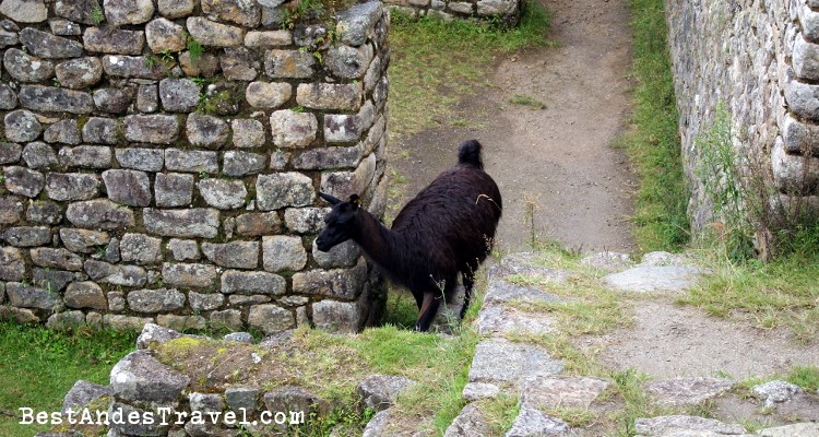 Machu Picchu Llamas Three 1