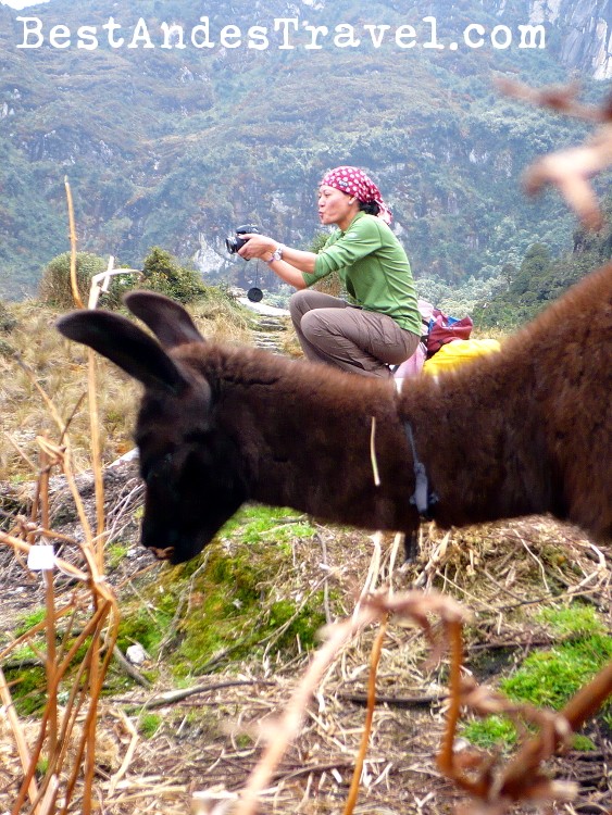Machu Picchu Llamas Trapped