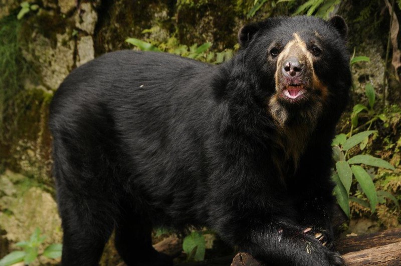 Spectacled Bears