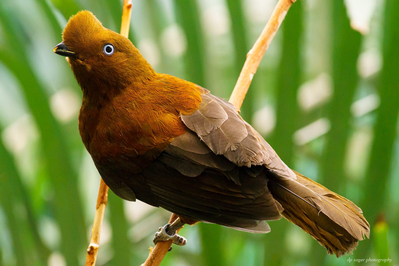 Female Andean Cock Of The Rock