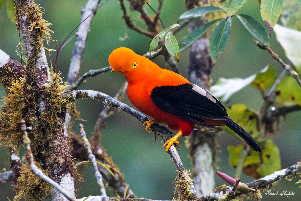 Male Andean Cock Of The Rock