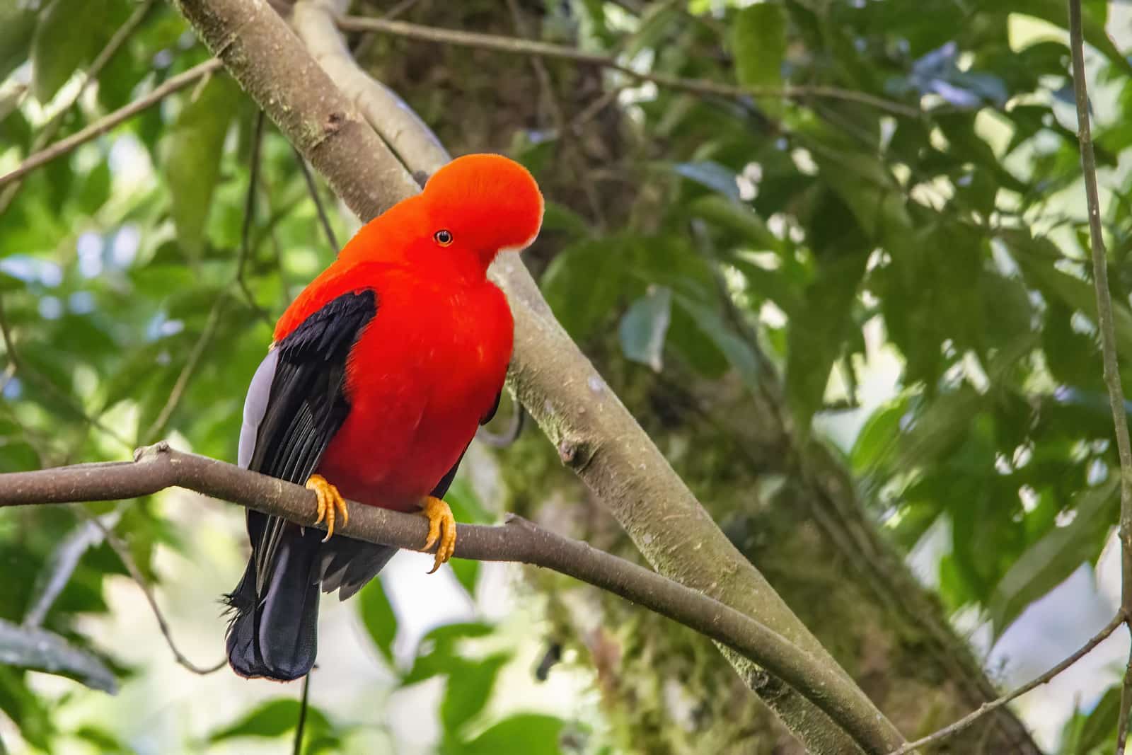 Cock Of The Rock National Bird Of Peru