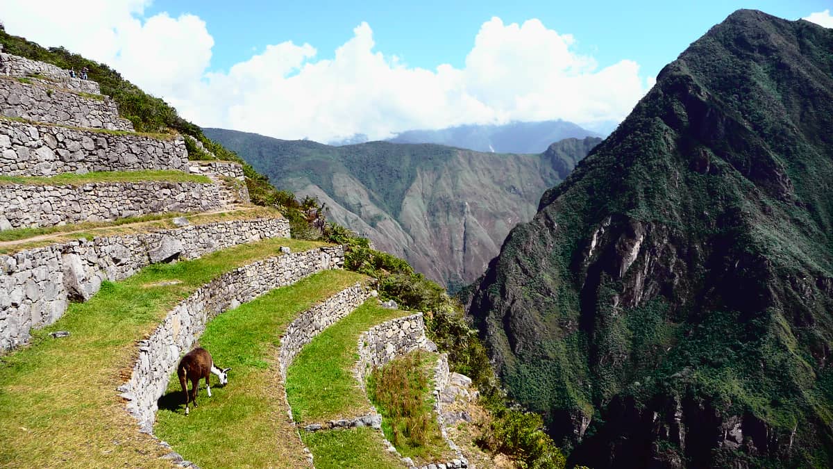 Terraces Machu Picchu Pictures