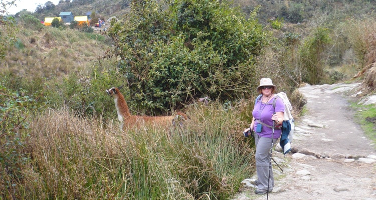 Llama On The Inca Trail