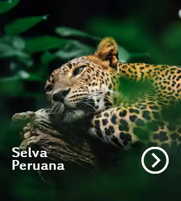 Selva Peruana